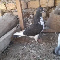 کفتر هما.دم سبز . سوسکی|پرنده|اصفهان, محمودیه|دیوار