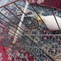 عروس هلندی|پرنده|آبیک, |دیوار