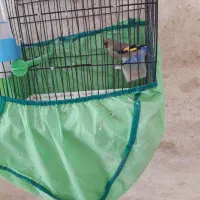 سهره کرمونی|پرنده|خمینی‌شهر, |دیوار