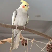عروس هلندی نر سخنگو اهلی و دستی