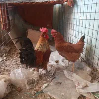 مرغ تخم گذار و خروس