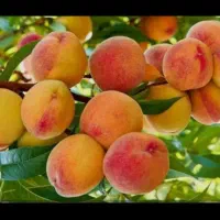 هرس ،احداث ومرتب سازی باغ ویلا|خدمات باغبانی و درختکاری|ارومیه, |دیوار