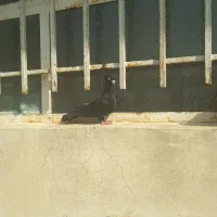 کبوتر صرب