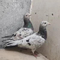 سار سرور هفترنگ و زرد کرمونی کاکلی