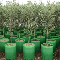 نهال زیتون برای زمین‌های کشاورزی|خدمات باغبانی و درختکاری|قزوین, |دیوار