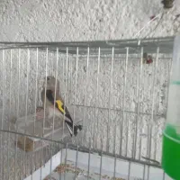 جوجه سهره نر بهاره|پرنده|رباطکریم, الارد|دیوار