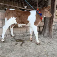 دو عدد گوساله سیمینتال نر جنس اصل تمیز از گاو|حیوانات مزرعه|آق قلا, |دیوار