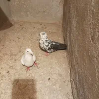 سار سیاه نر قولدور