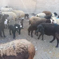 ۵۶راس میش کرد افشار|حیوانات مزرعه|آفتاب, |دیوار