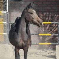 مادیان یک سر عرب مصری