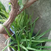 گل طبیعی