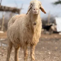 گوسفند داشتی