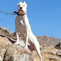 سگ نگهبان آماده به کار خط خونی نگهبان|سگ|تهران, ستارخان|دیوار