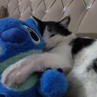 واگذاری گربه