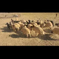 بره پرواری|حیوانات مزرعه|آبدانان, |دیوار