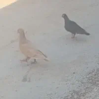 سرخ و زرد نوک سفید چشم سفید