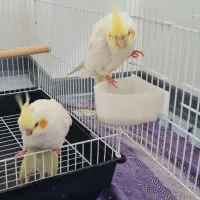 عروس هلندی لتینو شیطون