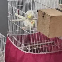 عروس لوتینو جفت