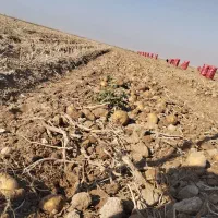 سیب جیلی 402و401