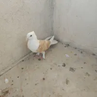 کفتر پرشی به شرط|پرنده|مشهد, حجت|دیوار