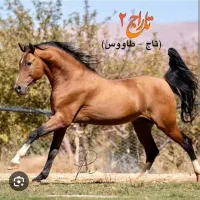 کره مادیان تاراج ۲