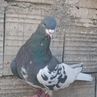 کفترشهری|پرنده|شیراز, نصرآباد|دیوار
