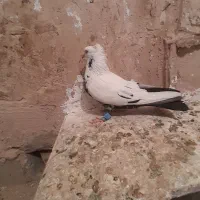 کفتر پرشی|پرنده|نیشابور, مازول|دیوار