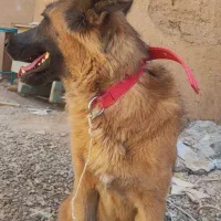 سگ ژرمن شپرد دورگه