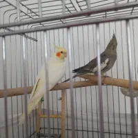 سه عدد عروس هلندی مولد|پرنده|فردیس, فردیس|دیوار