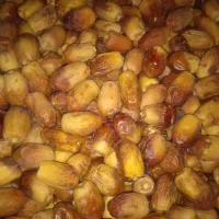 خرمای زاهدی