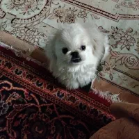 سگ پاکوتاه|سگ|همدان, |دیوار