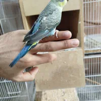 مرغ عشق بلک وینگ