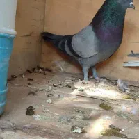 فروش سبز نر