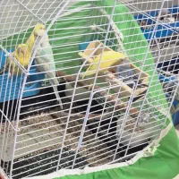 فروش ۵ تا مرغ عشق