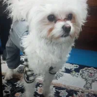 فروشی|سگ|تهران, والفجر (افسریه)|دیوار