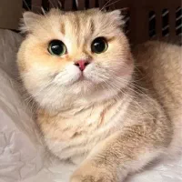 واگذاری گربه اسکاتیش