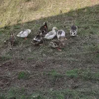 اردک محلی چاق