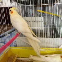 جوجه عروس هلندی لوتینو - دو و نیم‌ ماهه