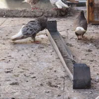 جفت دم سفیدعتیقه