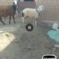 دو راس بره قوچ فروشی باخرز|حیوانات مزرعه|بالا ولایت, |دیوار