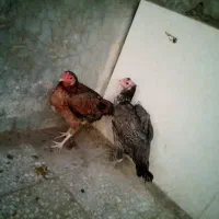 مرغ وخروس لاری