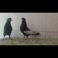 کبوتر سینه