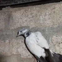 ۸عدد کبوتر پروازی خوش خال