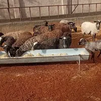 گوسفند رمانف