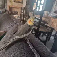 عروس هلندی رام و اهلی و خانگی|پرنده|کتالم و سادات شهر, |دیوار