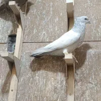 سینه آبی بزن خوب به شرط هوا|پرنده|شیراز, اکبر آباد|دیوار