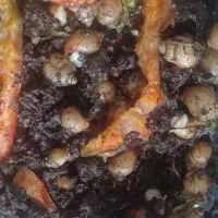 حلزون|خزنده|پرند, فاز ۶|دیوار