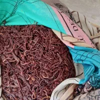 کرم خاکی ماهیگیری