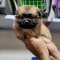 پامرین عروسکی