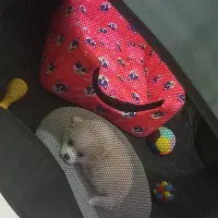 توله سگ پامر میکس اشپیتز سایزریز